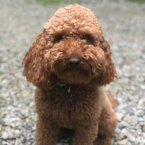 Meet your Posher, Heather